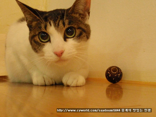 지오까페 이미지