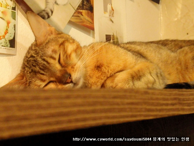지오까페 이미지