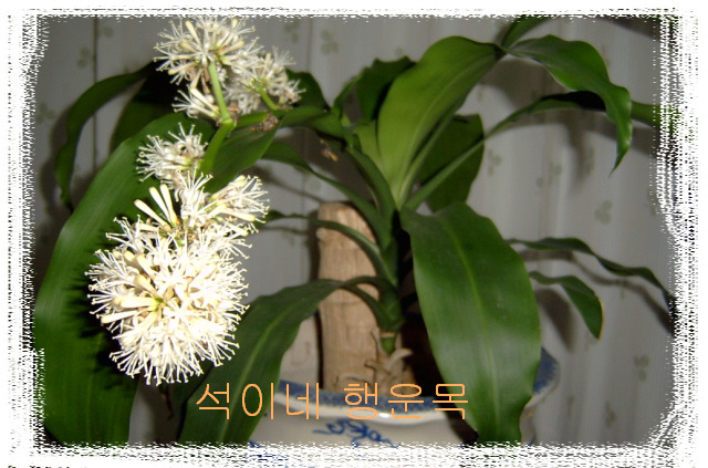 석이네 이미지
