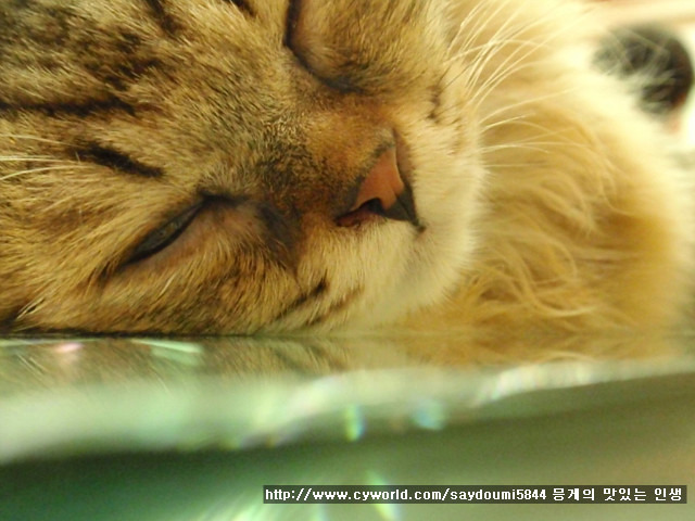 지오까페 이미지