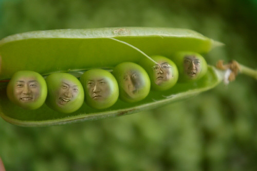 콩마로 이미지
