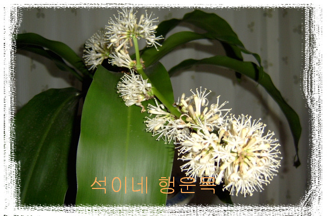 석이네 이미지