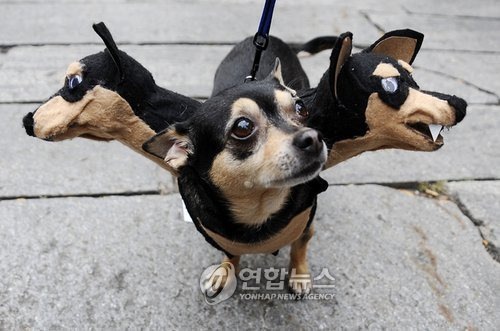 똥강아지 이미지